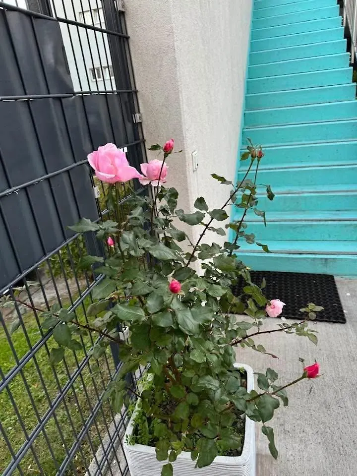 Hotel Koenig Vienna 3*,  Austria